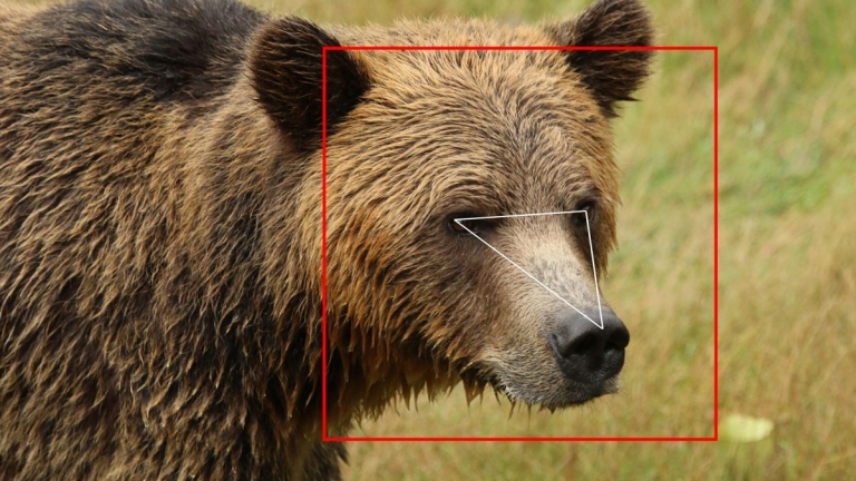 https___cdn.cnn.com_cnnnext_dam_assets_201118132440-restricted-01-bear-id-project-facial-recognition.jpg